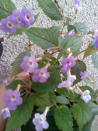 Imagine1087 - Achimenes