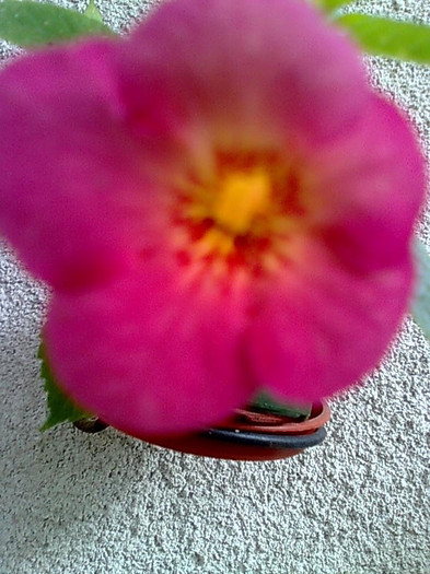 Imagine1085 - Achimenes