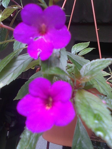 Imagine1083 - Achimenes