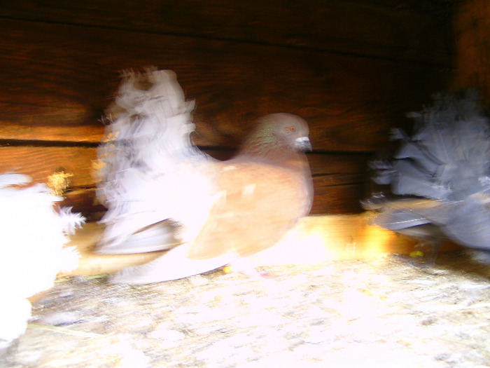 BILD1392 - pava galambok eladok