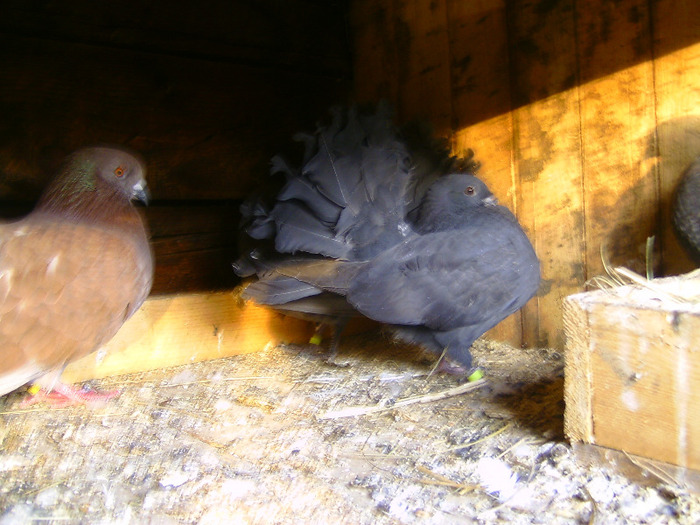 BILD1393 - pava galambok eladok