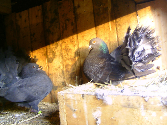 BILD1394 - pava galambok eladok