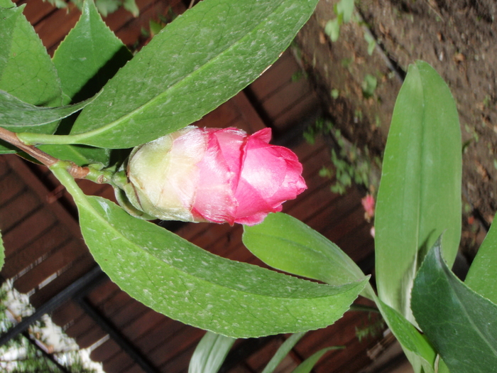 Florile stau afara si sunt prafuite de la ploi - Camellia