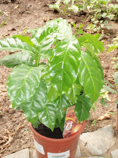 Cafea arabica - Plante Comestibile