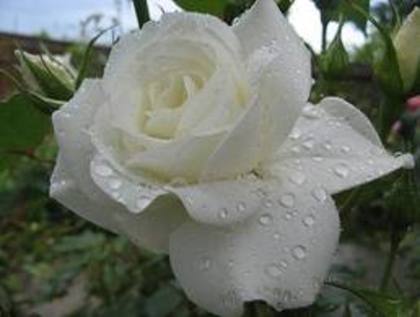 trandafir alb - ce culoare de trandafir preferi