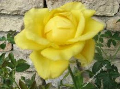 trandafir galben - ce culoare de trandafir preferi