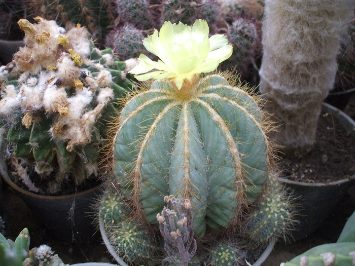 DSCF2482 - colectia mea de cactusi
