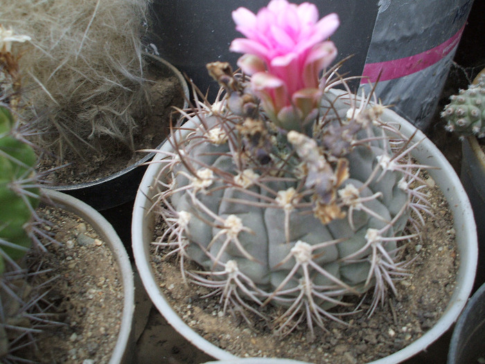DSCF2483 - colectia mea de cactusi