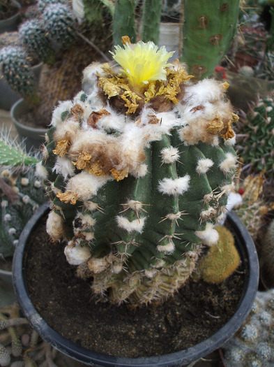 DSCF2489 - colectia mea de cactusi