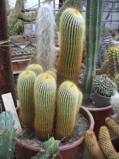 DSCF2491 - colectia mea de cactusi