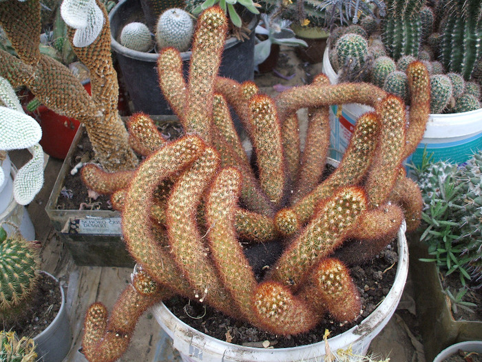 DSCF2492 - colectia mea de cactusi