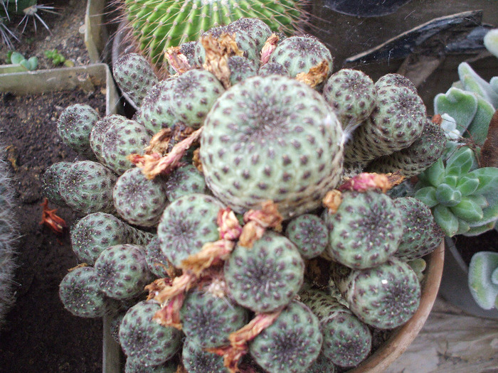 DSCF2494 - colectia mea de cactusi