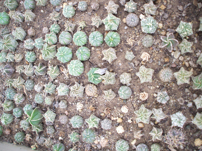 DSCF2496 - colectia mea de cactusi