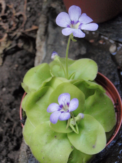 Pinguicula weser (insectivora)