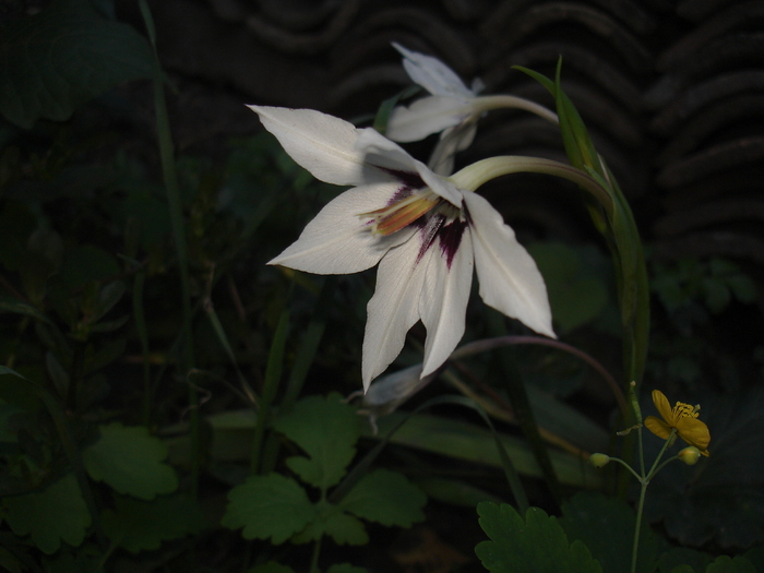 gladiola din 2007 - flori frumoase