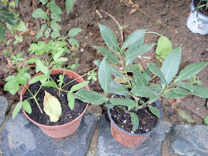 Dafin dr si ipomoea cairica stg(seminte aduse din Tenerife, ea nu e comestibila) - Plante Comestibile