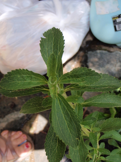 Stevia rebaudiana (dulce - inlocuieste zaharul)