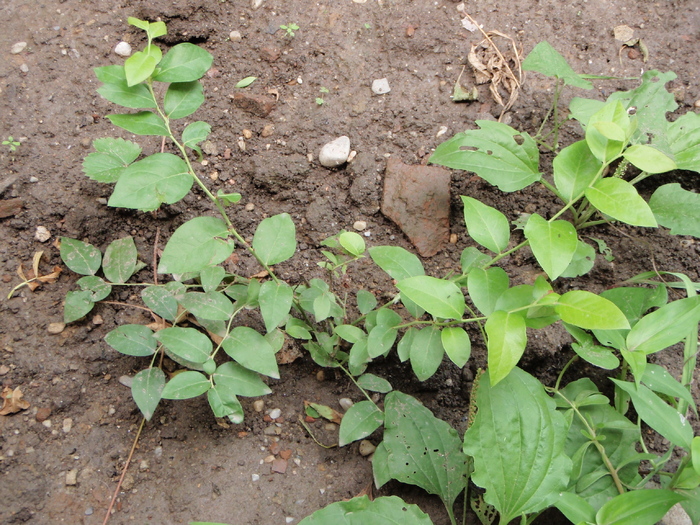 Afin de cultura inca pui - Plante Comestibile