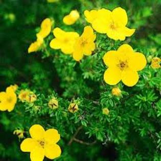 potentilla_fruticosa - Plante pe care le doresc