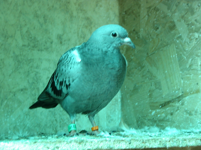 PUI Porumbei 011 - PUI 2011 -Pigeon