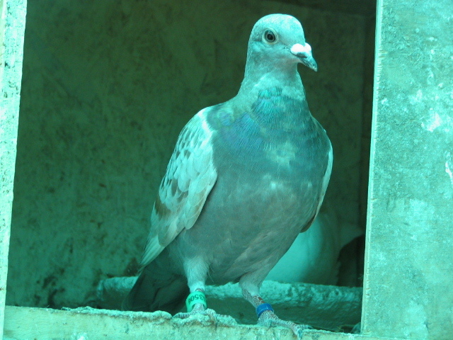 PUI Porumbei 022 - PUI 2011 -Pigeon