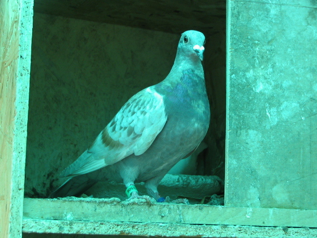 PUI Porumbei 023 - PUI 2011 -Pigeon