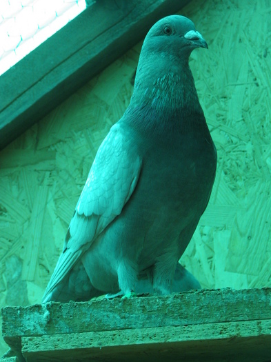 PUI Porumbei 043 - PUI 2011 -Pigeon