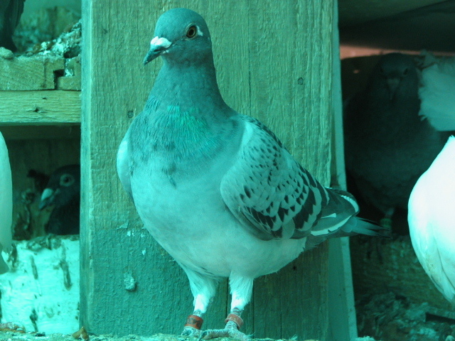 PUI Porumbei 076 - PUI 2011 -Pigeon