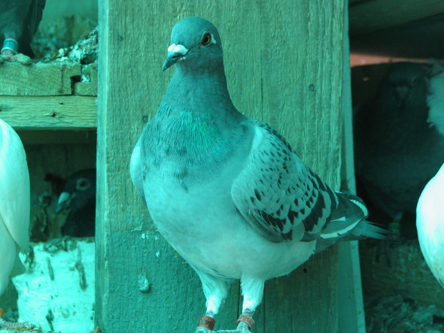 PUI Porumbei 077 - PUI 2011 -Pigeon