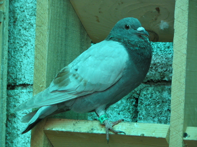 PUI Porumbei 059 - PUI 2011 -Pigeon
