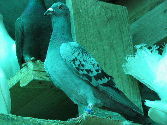 PUI Porumbei 052 - PUI 2011 -Pigeon