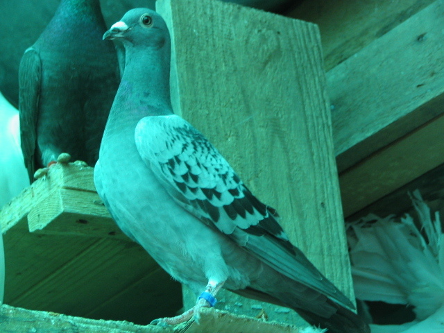 PUI Porumbei 053 - PUI 2011 -Pigeon