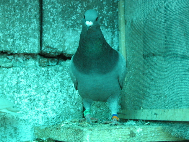 PUI Porumbei 048 - PUI 2011 -Pigeon