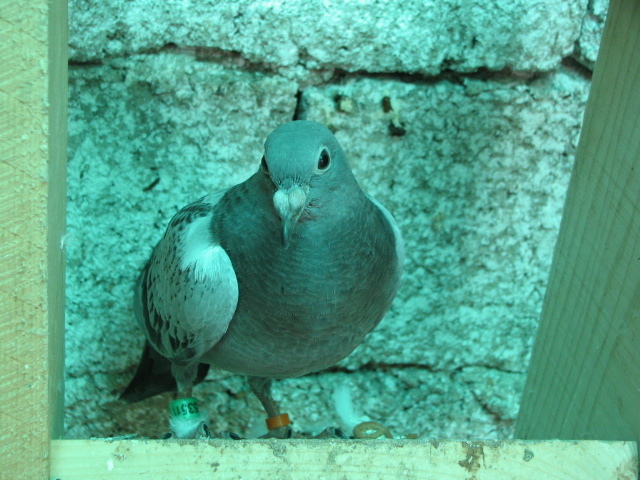 PUI Porumbei 098 - PUI 2011 -Pigeon