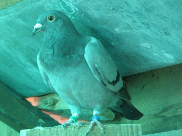 PUI Porumbei 073 - PUI 2011 -Pigeon