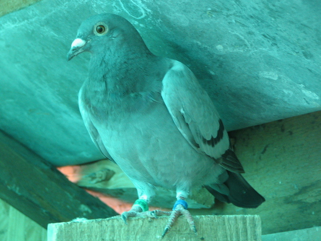 PUI Porumbei 074 - PUI 2011 -Pigeon