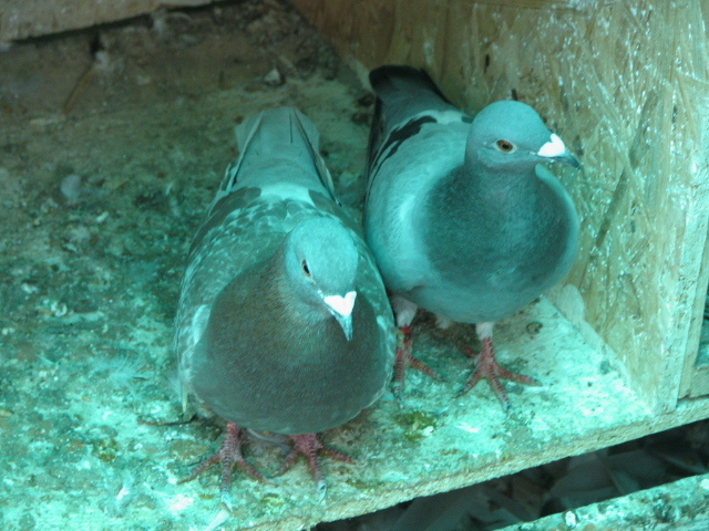 PUI Porumbei 018 - PIGEONS Sport Dave