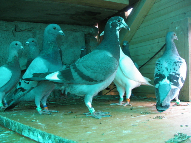 PUI Porumbei 144 - PUI 2011 -Pigeon