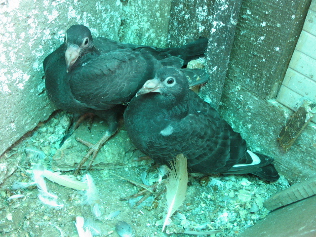 PUI Porumbei 135 - PUI 2011 -Pigeon