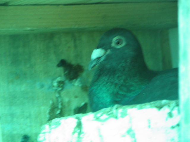 PUI Porumbei 116 - PUI 2011 -Pigeon