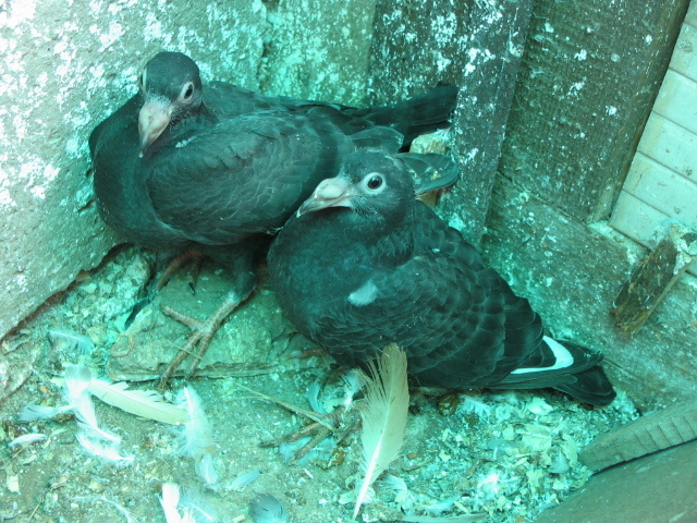 PUI Porumbei 134 - PUI 2011 -Pigeon