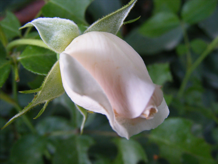 Miss Dior; shrub(arbust),floare medie,dubla,parfum mediu(3-4 din 5 puncte),h0.9-1,2m
