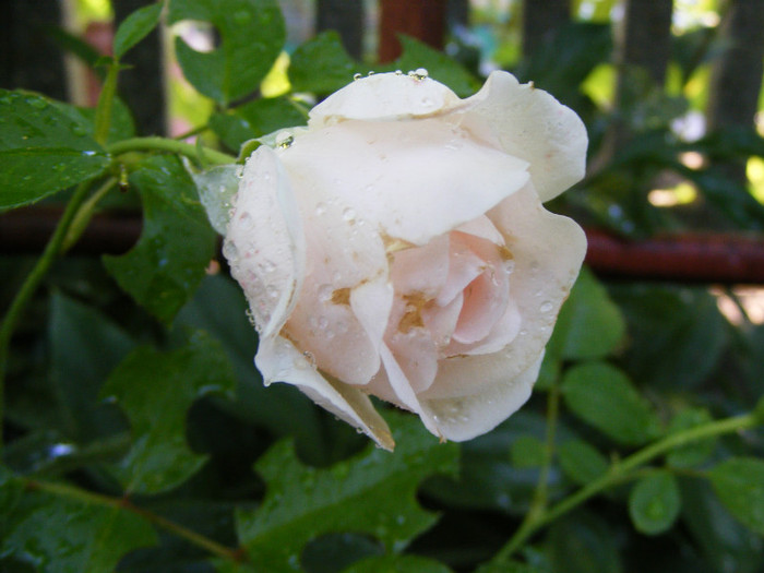 Miss Dior; shrub(arbust),floare medie,dubla,parfum mediu(3-4 din 5 puncte),h0.9-1,2m
