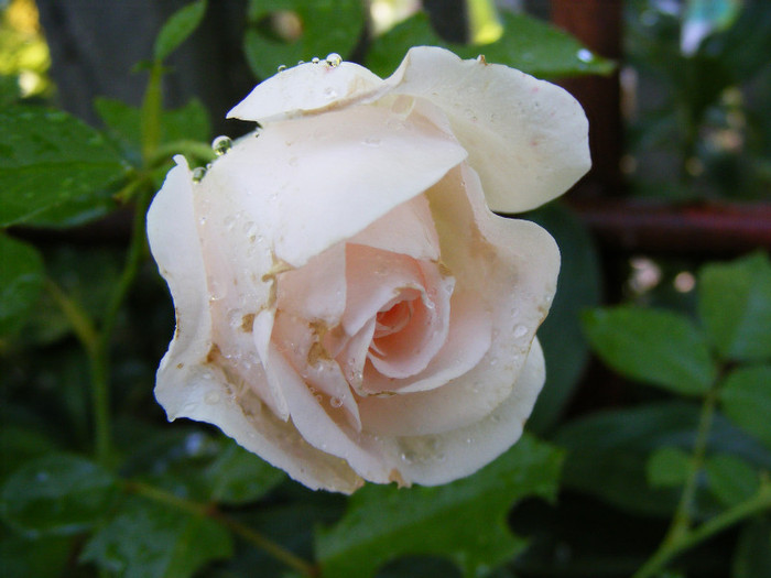 Miss Dior; shrub(arbust),floare medie,dubla,parfum mediu(3-4 din 5 puncte),h0.9-1,2m
