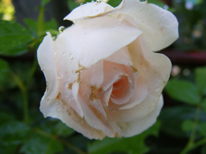 Miss Dior; shrub(arbust),floare medie,dubla,parfum mediu(3-4 din 5 puncte),h0.9-1,2m
