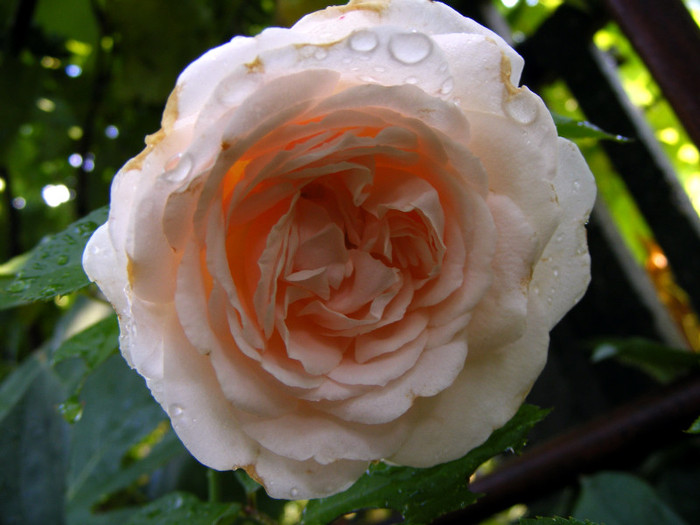 Miss Dior; shrub(arbust),floare medie,dubla,parfum mediu(3-4 din 5 puncte),h0.9-1,2m
