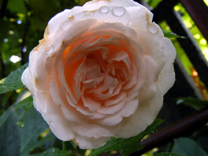Miss Dior; shrub(arbust),floare medie,dubla,parfum mediu(3-4 din 5 puncte),h0.9-1,2m
