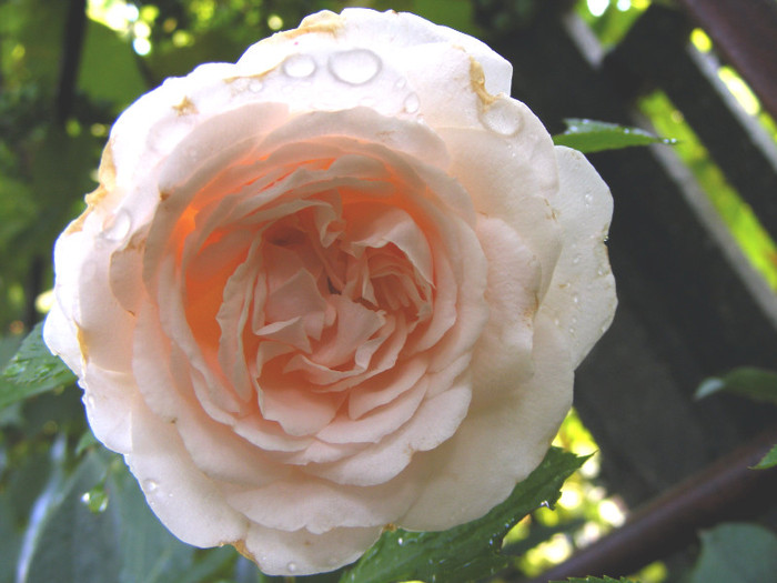 Miss Dior; shrub(arbust),floare medie,dubla,parfum mediu(3-4 din 5 puncte),h0.9-1,2m
