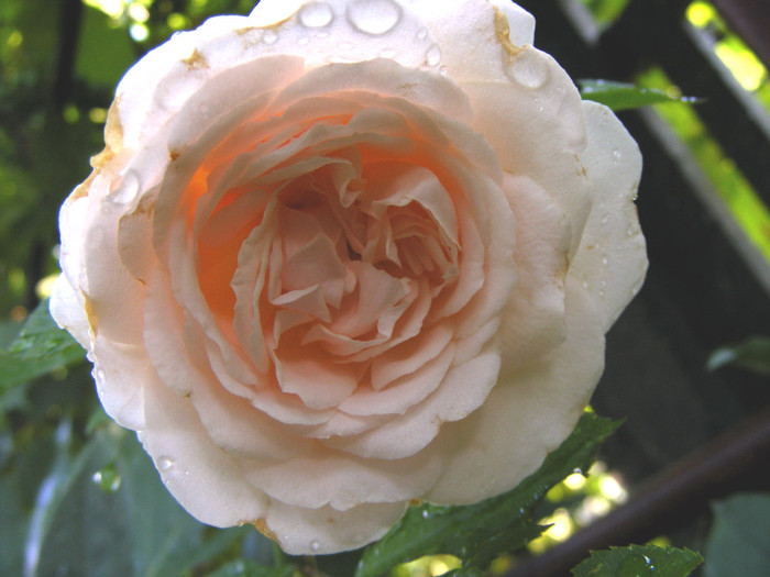 Miss Dior; shrub(arbust),floare medie,dubla,parfum mediu(3-4 din 5 puncte),h0.9-1,2m

