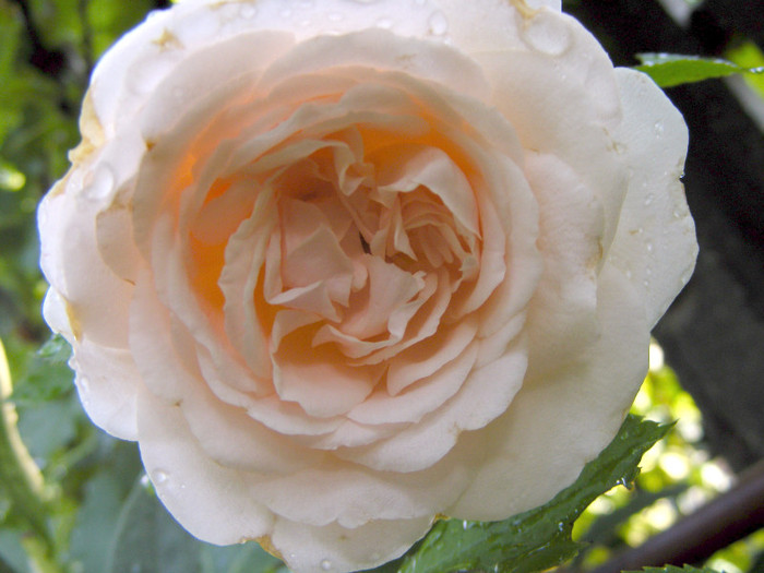 Miss Dior; shrub(arbust),floare medie,dubla,parfum mediu(3-4 din 5 puncte),h0.9-1,2m

